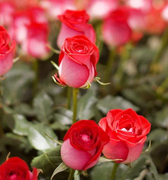 O grande buquê de rosas vermelhas — Fotografia de Stock