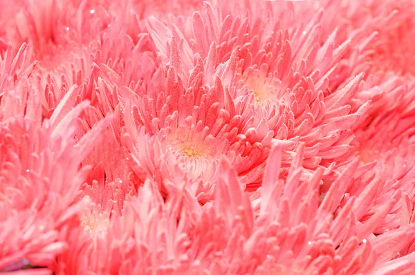 Krásnou kytici růžových barev — Stock fotografie