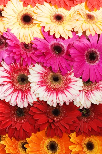 Μπουκέτο με διάφορα όμορφα λουλούδια — Φωτογραφία Αρχείου
