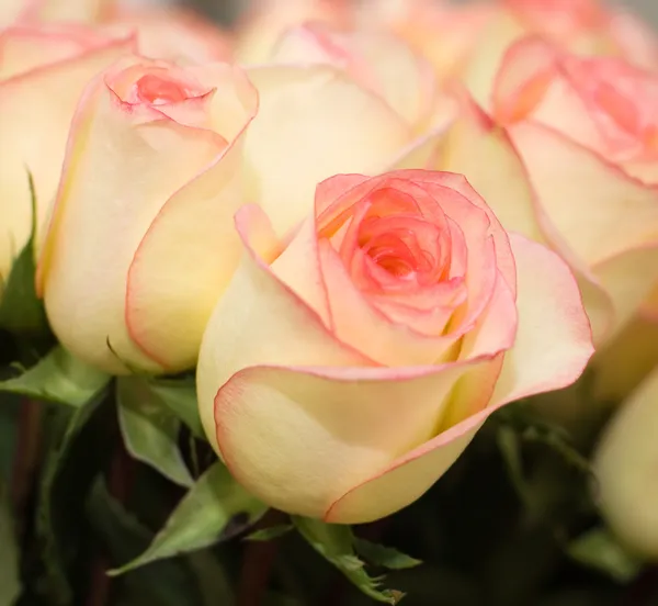 在花束中收集的美丽的新鲜玫瑰 — 图库照片
