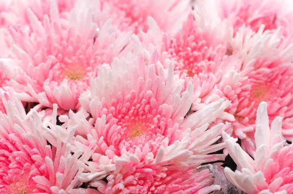 Belo buquê de cores rosa — Fotografia de Stock