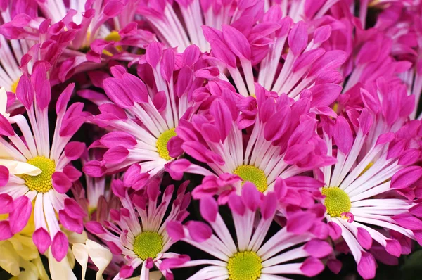 Bei fiori freschi in un mazzo — Foto Stock