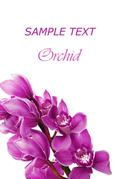 Прекрасна гілка свіжої орхідеї — стокове фото