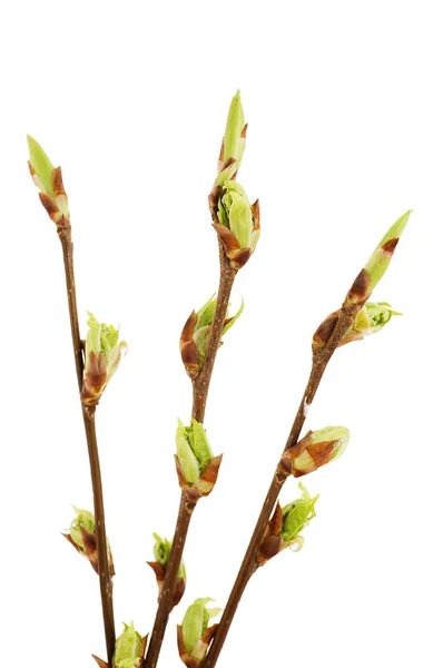 Gérmenes florecientes de un cerezo pájaro —  Fotos de Stock