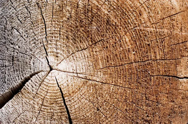 오래 된 나무의 절단입니다. 가 까이 서 — 스톡 사진