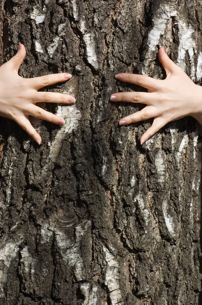 Händer Lås en trädstam — Stockfoto
