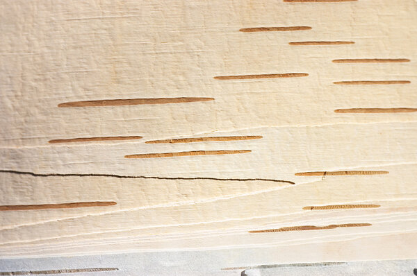 Dark birch tree bark as background