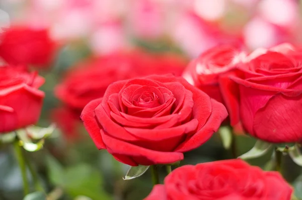 En stor bukett röda rosor — Stockfoto
