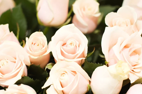 大束粉色玫瑰 — 图库照片