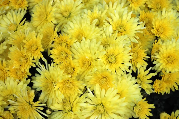 Close up of yellow chrysanthemums — Stock Photo, Image