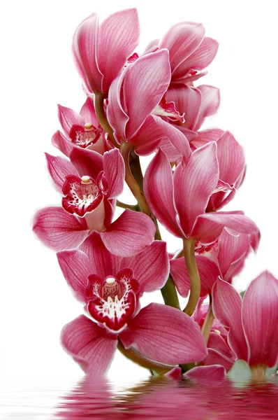 Орхідея — стокове фото