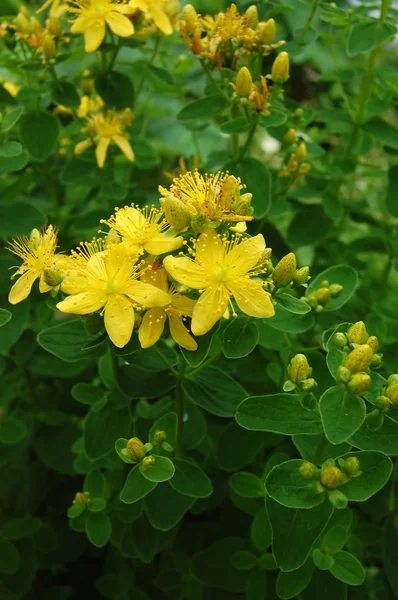 Вид спереди на желтые медицинские цветы — стоковое фото