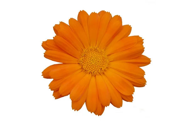 Gele gerber daisy over Wit — Stockfoto