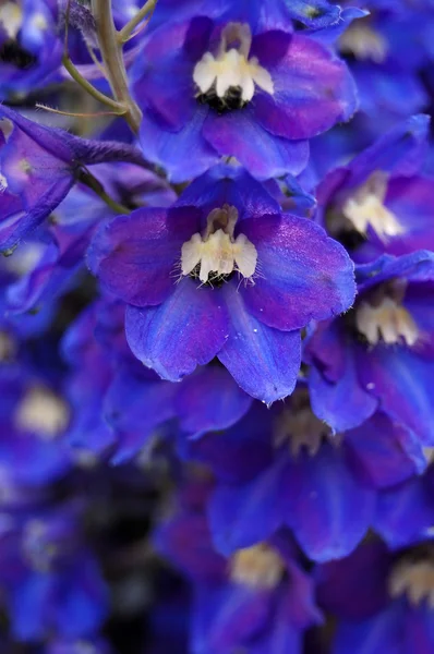 Makro tmavě modré barevné květy — Stock fotografie