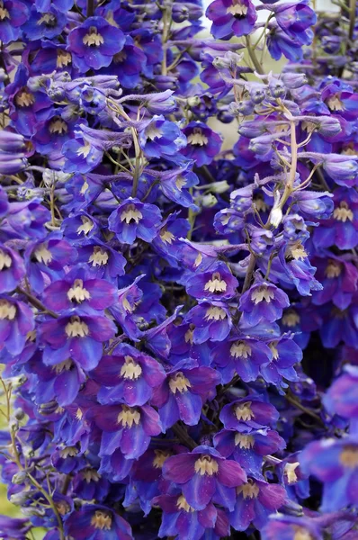 蓝色彩鲜艳的花朵的正面视图 — 图库照片