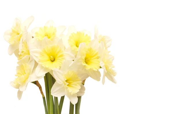 Narciso de primavera amarelo — Fotografia de Stock