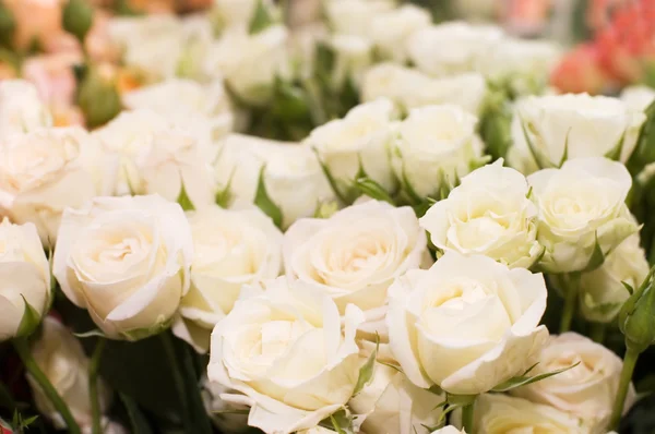 Собирают красивые свежие розы — стоковое фото
