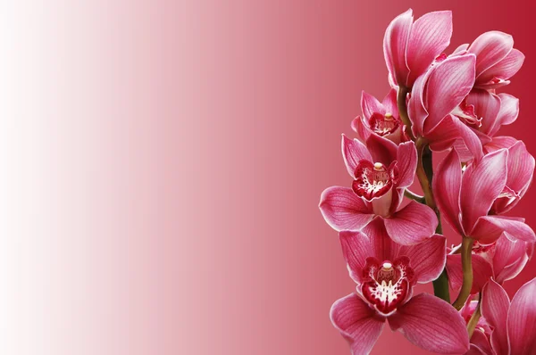 stock image Beautiful branch of a fresh orchid