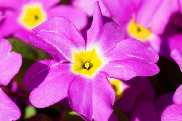 美しい春の花 — ストック写真