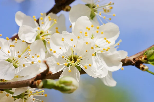 Kersenbloesem bloemen in de lente — Stockfoto