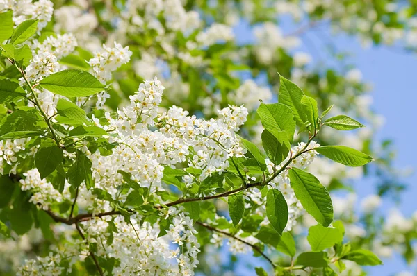 Kwitnąca Czeremcha na wiosnę — Zdjęcie stockowe