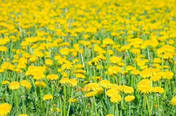 Kuning dandelion di rumput — Stok Foto