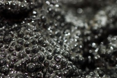 Black fish caviar close up clipart