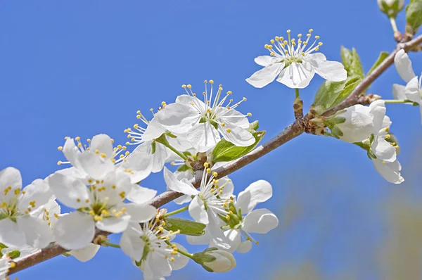 Flores de flor de cerejeira na primavera — Fotografia de Stock
