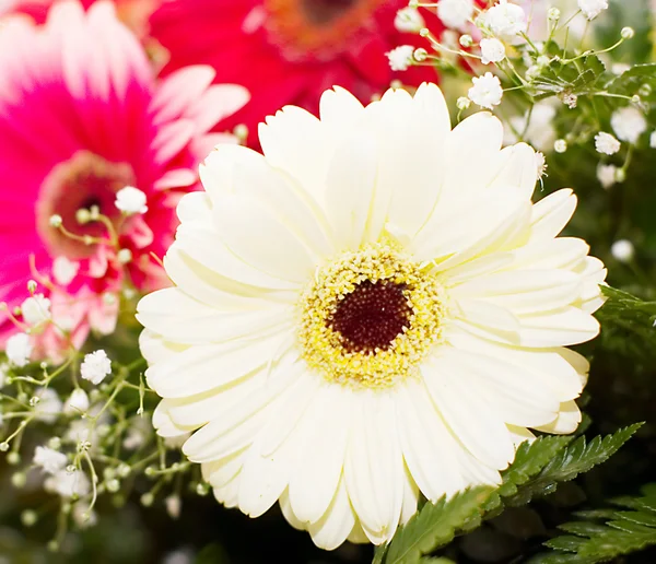 Όμορφα φρέσκα λουλούδια σε μπουκέτο — Φωτογραφία Αρχείου