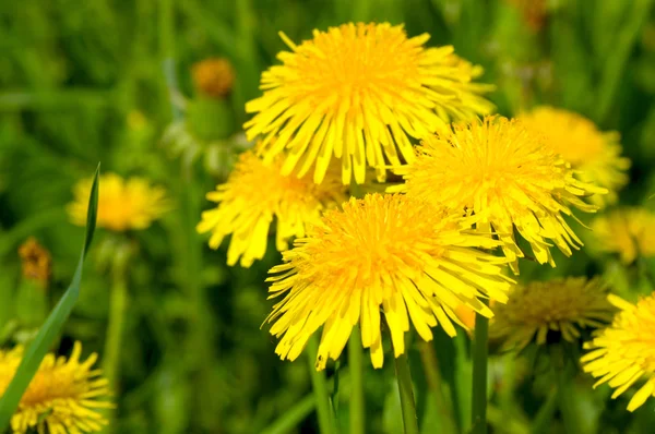 草の中の黄色のタンポポ — ストック写真