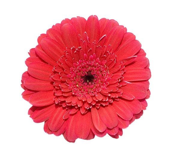 Gerbera flower isolated on white — Stock Photo, Image