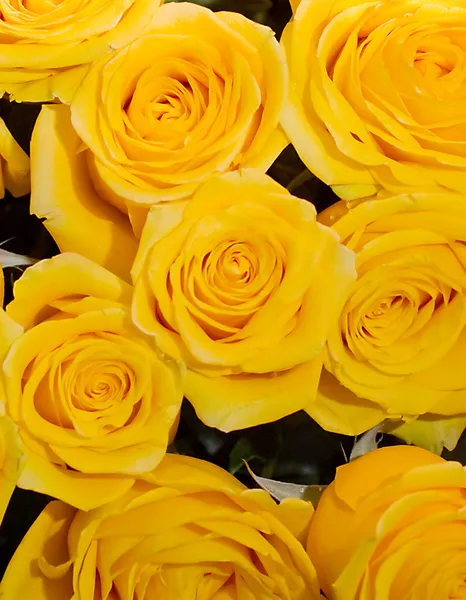 Schöne frische Rosen werden gesammelt — Stockfoto