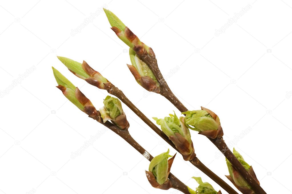 Blossoming germs of a bird cherry