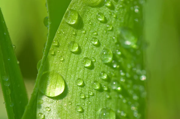 Fechar a folha verde com gotas de água — Fotografia de Stock