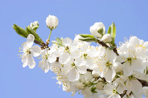 Cseresznyevirág virágok tavasszal — Stock Fotó