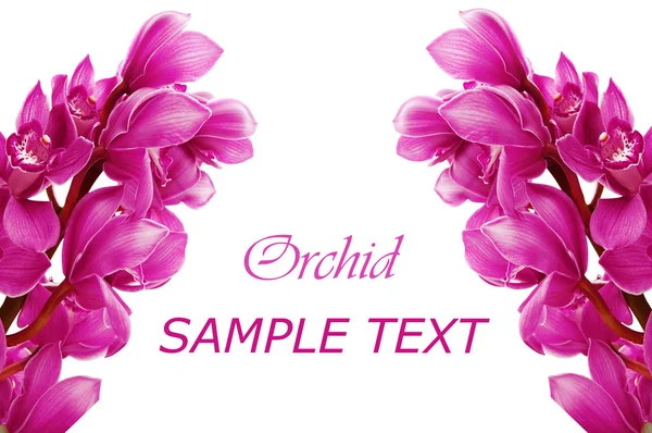Beautiful branch of a fresh orchid — Stock Photo, Image