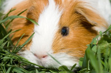 Cavy in a grass clipart