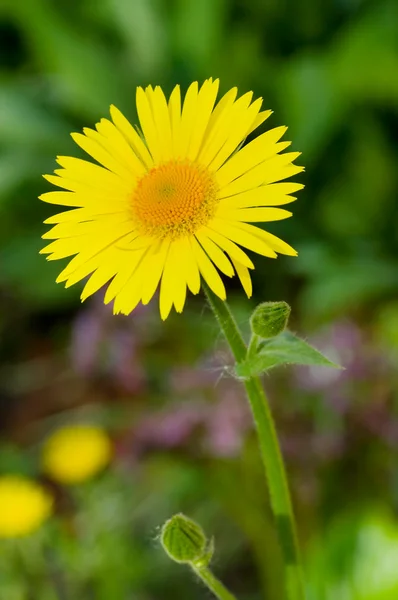 Yellow camomile close up — Stock Photo, Image