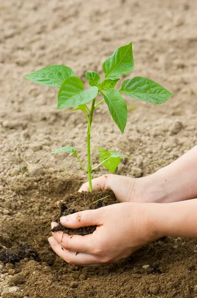 Woman puts a plant in the earth — Stock Photo, Image