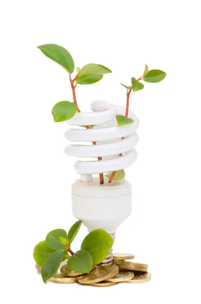 Energiebesparende lamp met groene zaailing — Stockfoto