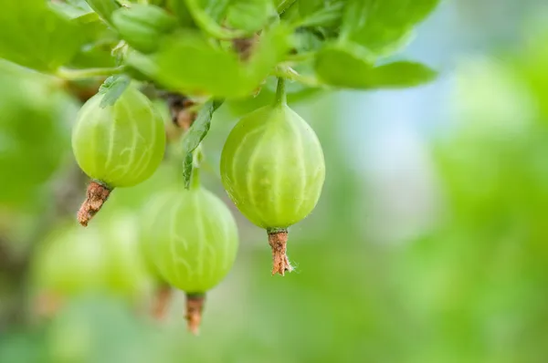 Gooseberry on a branch — Stock Photo, Image