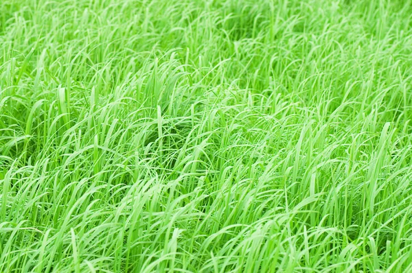Abstracte close-up groen gras — Stockfoto