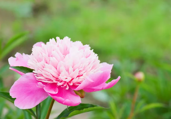 Peônia rosa em um jardim — Fotografia de Stock