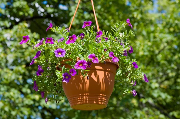 Basket with flowers in park — Stock Photo, Image