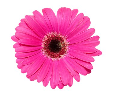 Gerbera çiçeği beyaz arkaplanda izole edilmiş