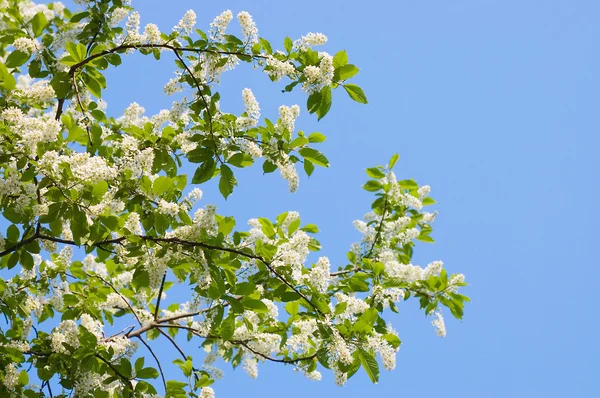 A tavasszal virágzó a madár-cseresznye — Stock Fotó