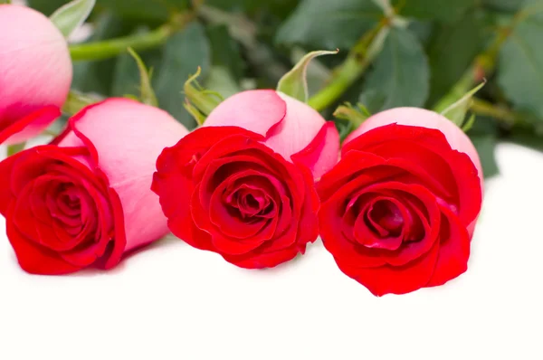 O grande buquê de rosas vermelhas isolado — Fotografia de Stock
