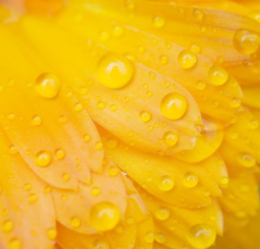 Dew drops on a flower clipart