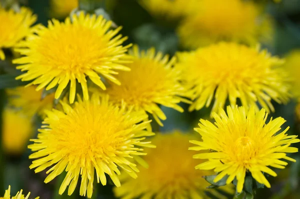 草の緑の牧草地で黄色のタンポポ — ストック写真