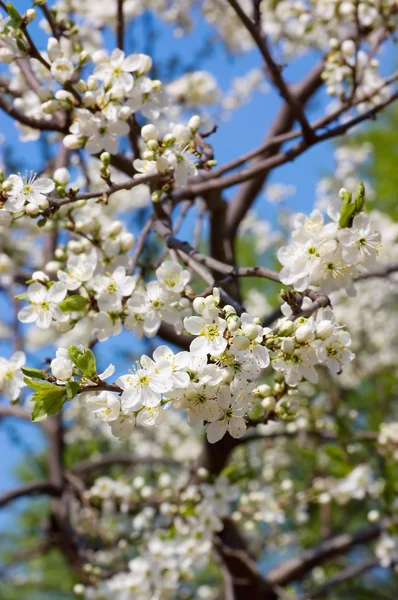 Kiraz ağaçları çiçek bahar — Stok fotoğraf